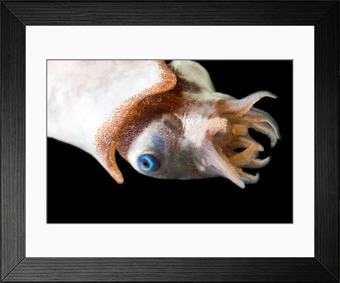 Framed Print : Ram's Horn squid (Spirula spirula) Framed Print : Ram's Horn squid (Spirula spirula)