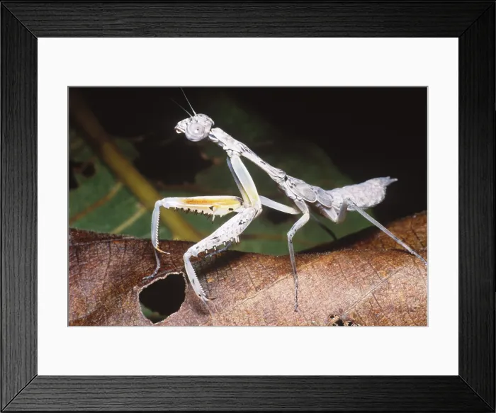 Framed Print : White mantid Framed Print : White mantid