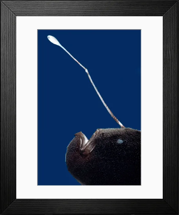 Framed Print : Stargazing Seadevil (Ceratias uranoscopus) Framed Print : Stargazing Seadevil (Ceratias uranoscopus)