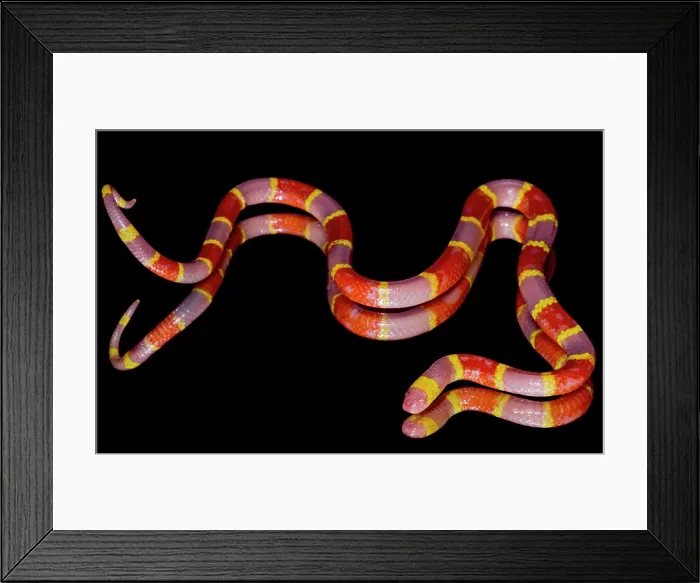 Framed Print : Albino Texas Coral Snake (Micrurus tener) Framed Print : Albino Texas Coral Snake (Micrurus tener)