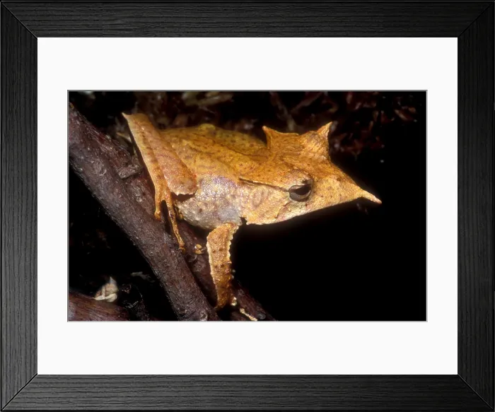 Framed Print : Central American Casque Headed Frog Framed Print : Central American Casque Headed Frog