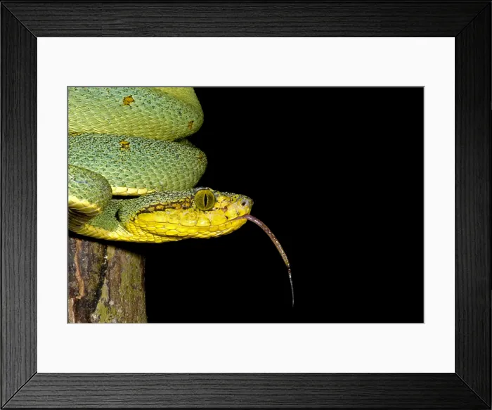 Framed Print : Two Striped Forest Pit Viper Framed Print : Two Striped Forest Pit Viper