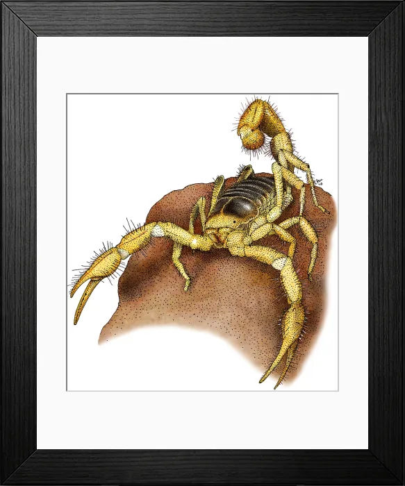 Framed Print : Giant Desert Hairy Scorpion