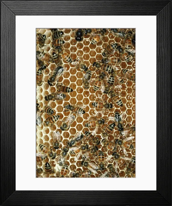 Framed Print : Honey bees on honey comb
