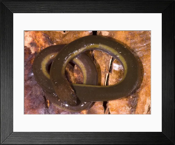 Framed Print : Caudacaecilia Asplenia