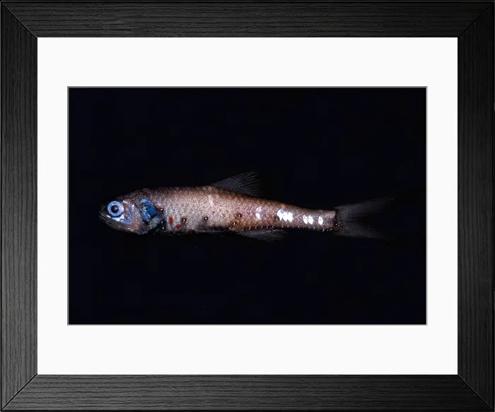 Framed Print : Lanternfish Framed Print : Lanternfish