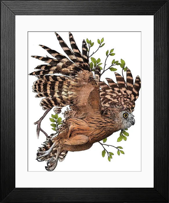 Framed Print : Buffy fish owl Framed Print : Buffy fish owl