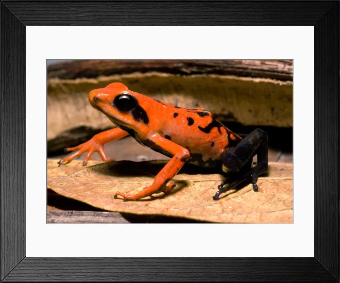Framed Print : Silverstone's Poison Frog Framed Print : Silverstone's Poison Frog