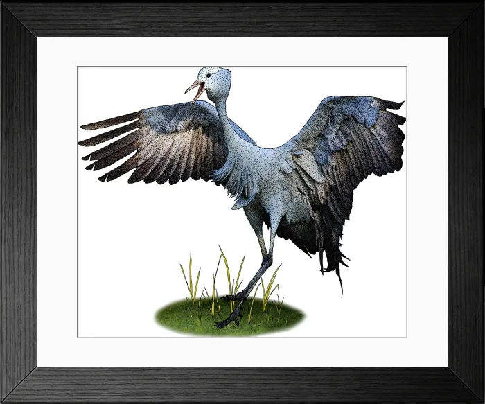 Framed Print : Blue Crane, Illustration Framed Print : Blue Crane, Illustration