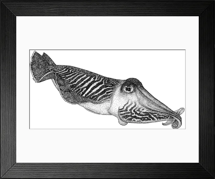Framed Print : Common Cuttlefish Framed Print : Common Cuttlefish