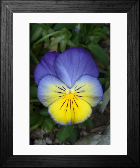 Framed Print : Pansy (Viola wittrockiana) Framed Print : Pansy (Viola wittrockiana)