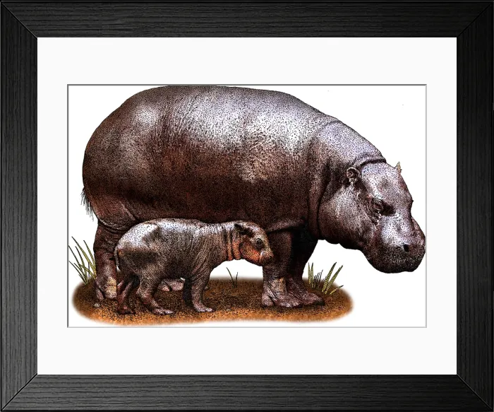 Framed Print : Pygmy hippopotamus Framed Print : Pygmy hippopotamus