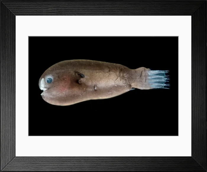Framed Print : Male Anglerfish, Linophrynidae Framed Print : Male Anglerfish, Linophrynidae
