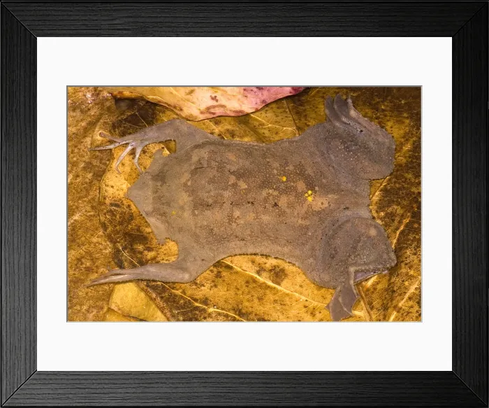 Framed Print : Surinam Toad Framed Print : Surinam Toad