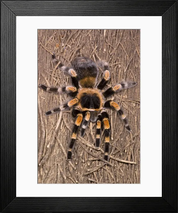 Framed Print : Mexican Red-Legged Tarantula