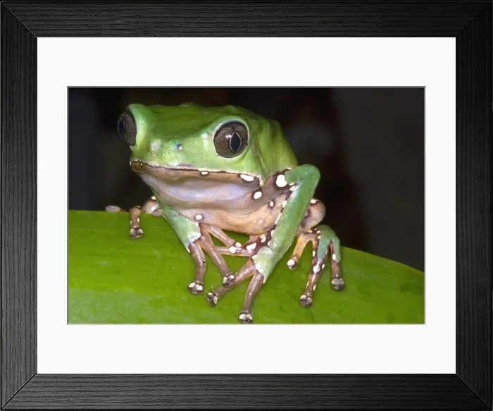 Framed Print : Giant Monkey Frog Framed Print : Giant Monkey Frog