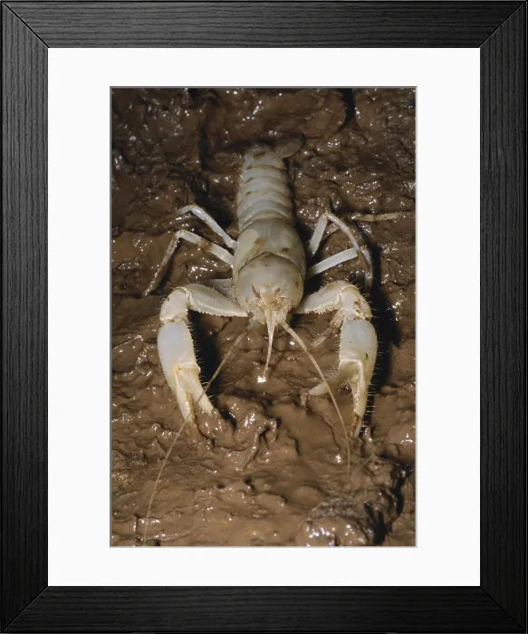 Framed Print : Cave Crayfish