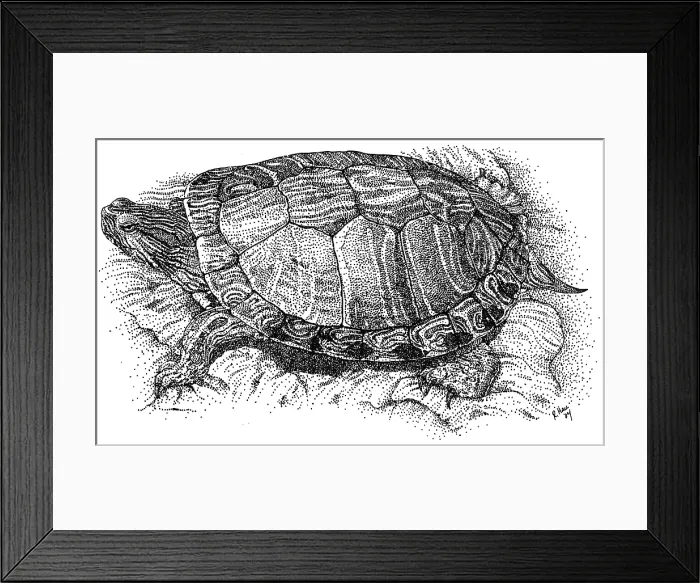 Framed Print : Red Eared Slider Framed Print : Red Eared Slider