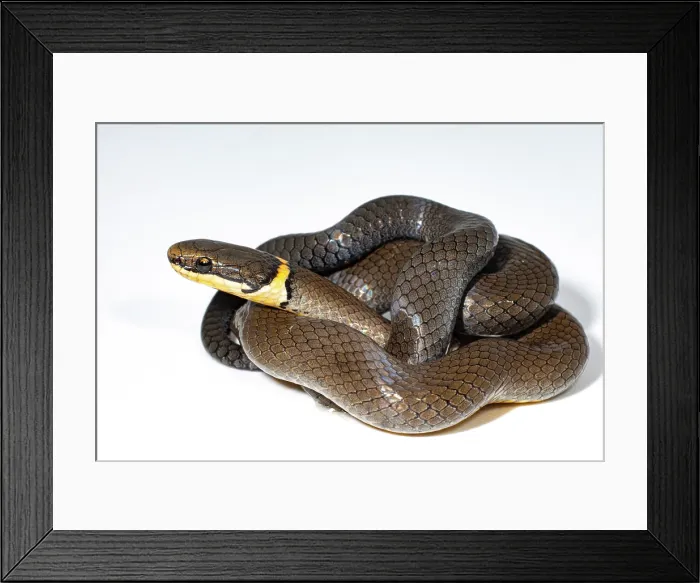 Framed Print : Ringneck Snake (Diadophis punctatus)