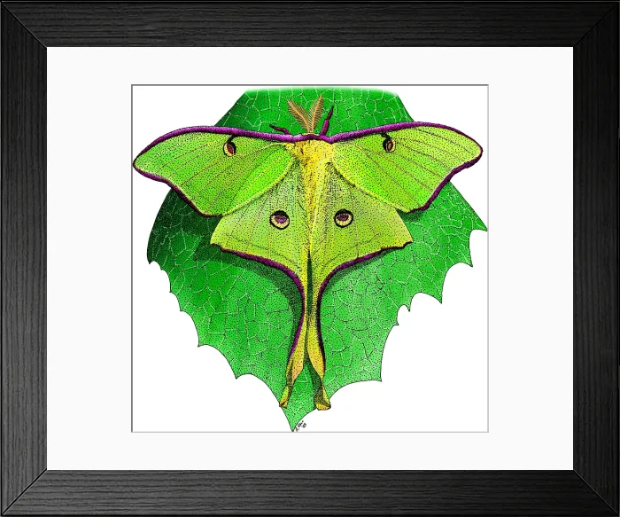 Framed Print : Luna Moth. Illustration of a luna moth (Actias luna) Framed Print : Luna Moth. Illustration of a luna moth (Actias luna)