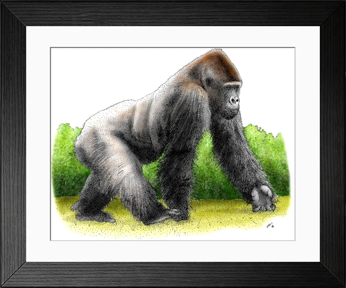 Framed Print : Mountain Gorilla Framed Print : Mountain Gorilla