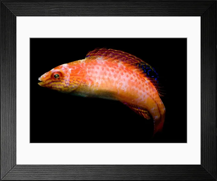 Framed Print : Pink-Margin Wrasse Framed Print : Pink-Margin Wrasse