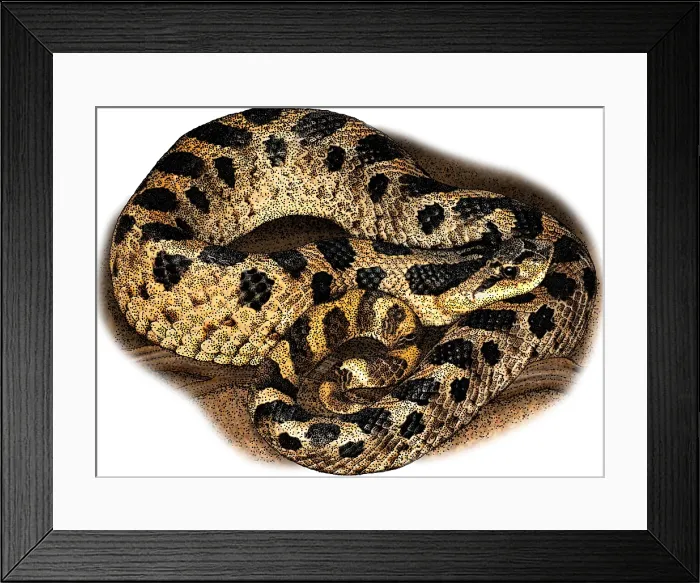 Framed Print : Southern Hognose Snake Framed Print : Southern Hognose Snake