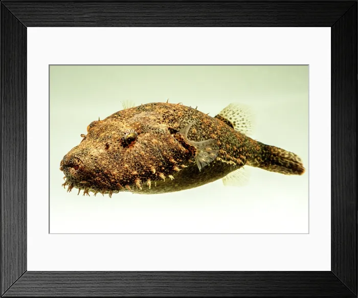 Framed Print : Hairy Pufferfish (Tetraodon baileyi) Framed Print : Hairy Pufferfish (Tetraodon baileyi)