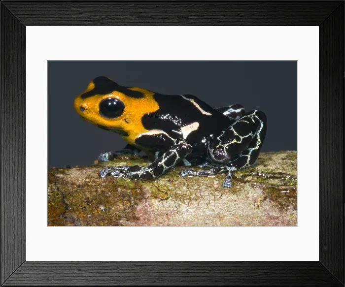 Framed Print : Crowned Poison Frog Framed Print : Crowned Poison Frog