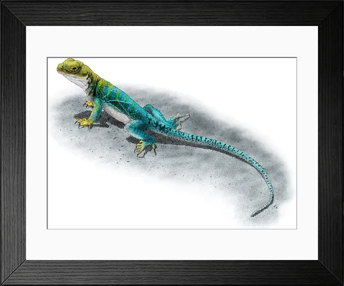 Framed Print : Collared Lizard