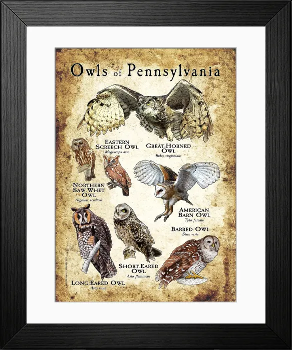 Framed Print : Owls of Pennsylvania Framed Print : Owls of Pennsylvania