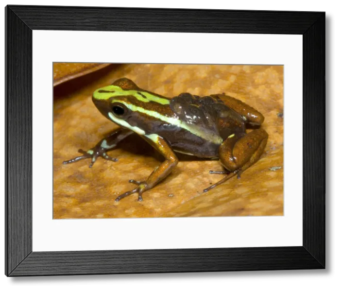 Framed Print : Poison Frog with Tadpoles