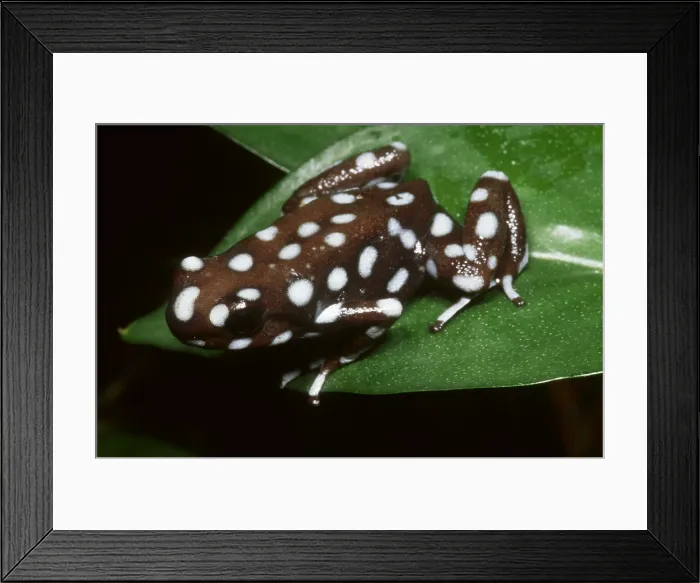 Framed Print : Mysterious Poison Frog Framed Print : Mysterious Poison Frog