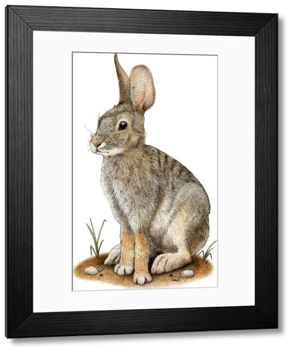 Framed Print : Desert Cottontail Framed Print : Desert Cottontail