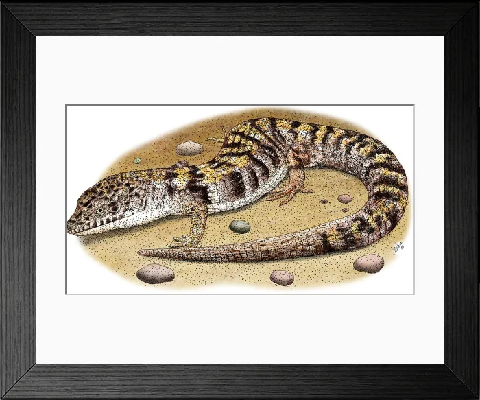 Framed Print : Southern Alligator Lizard Framed Print : Southern Alligator Lizard