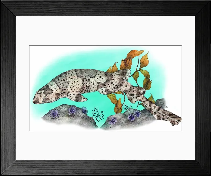 Framed Print : California swell shark Framed Print : California swell shark