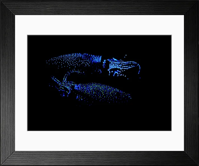 Framed Print : Firefly Squid Framed Print : Firefly Squid