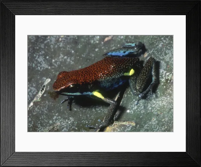 Framed Print : Ecuadorian Poison Frog