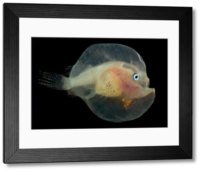 Framed Print : Larval female anglerfish, Oneirodidae
