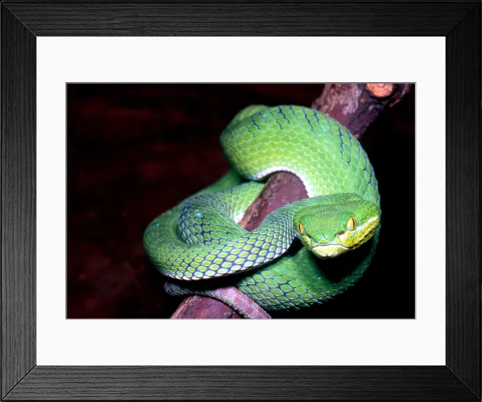 Framed Print : Island Pit Viper Framed Print : Island Pit Viper