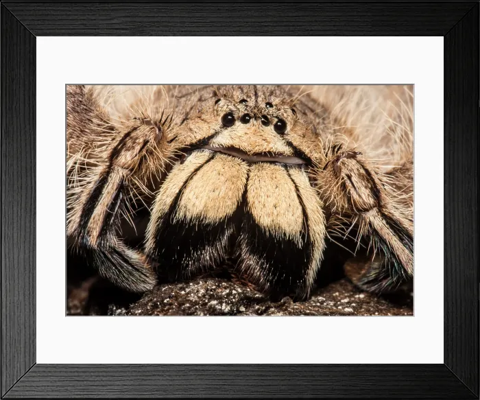 Framed Print : David Bowie Spider, (Heteropoda davidbowie) Framed Print : David Bowie Spider, (Heteropoda davidbowie)