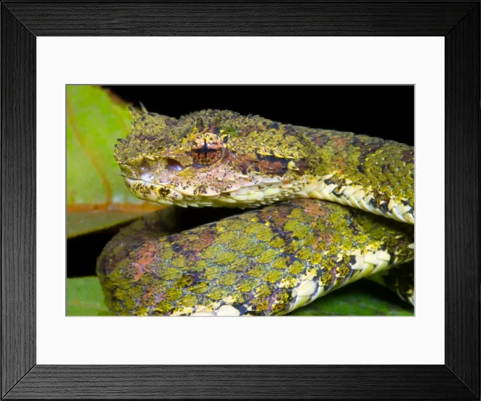 Framed Print : Eyelash Viper Framed Print : Eyelash Viper