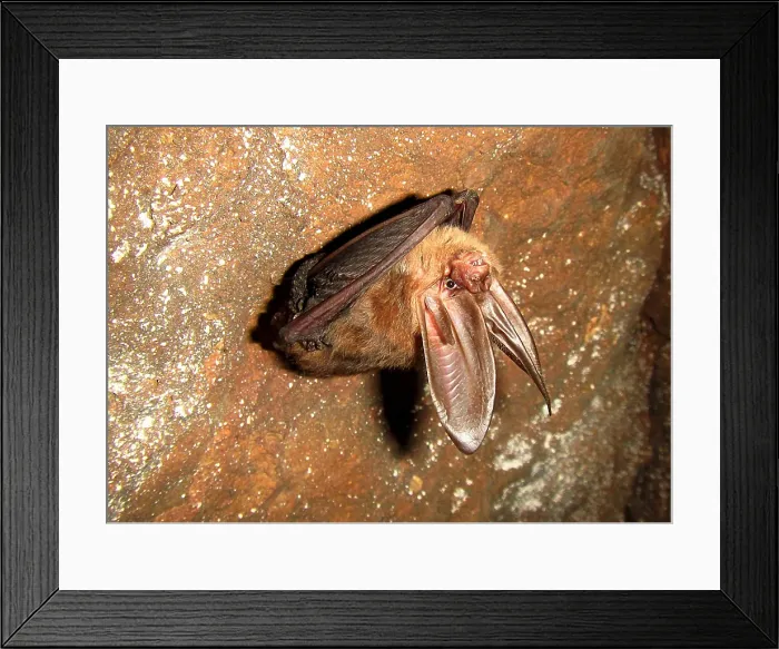 Framed Print : Ozark Big-ear Bat Framed Print : Ozark Big-ear Bat