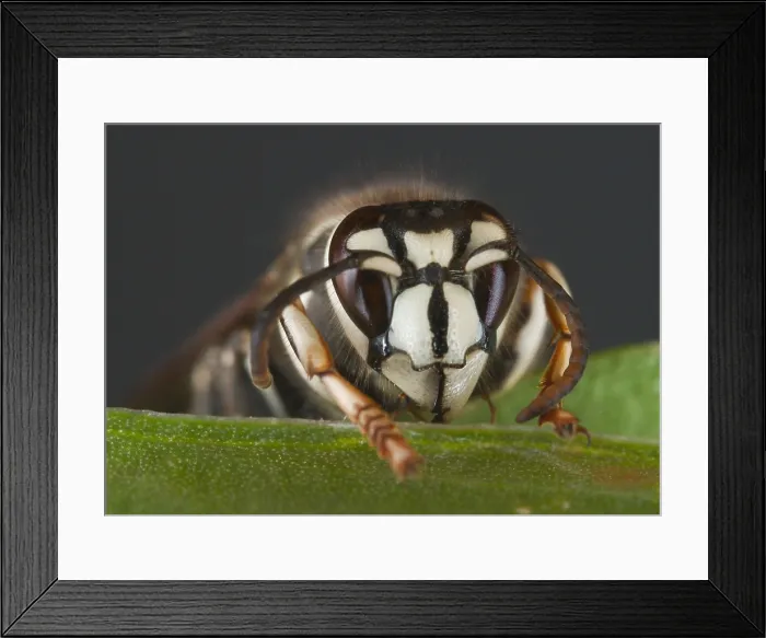 Framed Print : Bald-faced hornet Framed Print : Bald-faced hornet