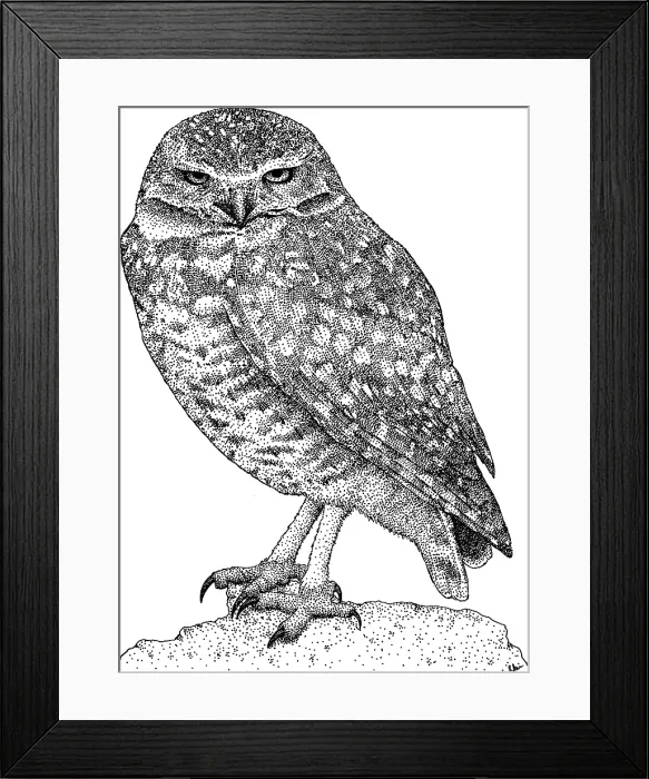 Framed Print : Burrowing Owl Framed Print : Burrowing Owl