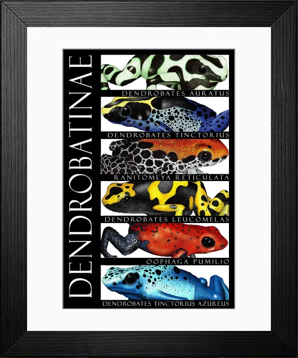 Framed Print : Poison Dart Frogs, Poster