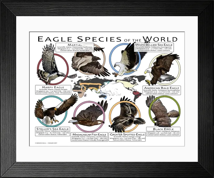 Framed Print : Eagle Species of the World Framed Print : Eagle Species of the World