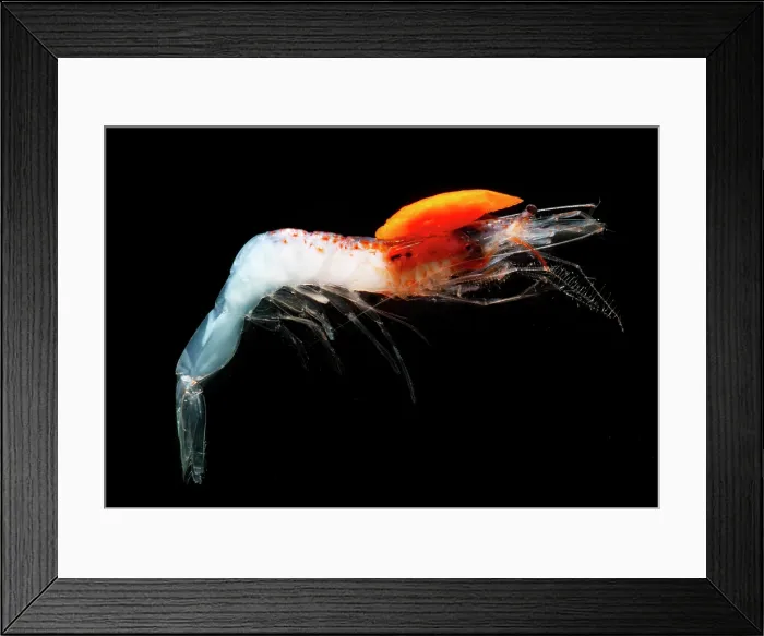 Framed Print : Mesopelagic shrimp (Sergestes henseni) Framed Print : Mesopelagic shrimp (Sergestes henseni)