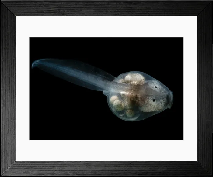 Framed Print : Anotheca spinosa tadpole Framed Print : Anotheca spinosa tadpole