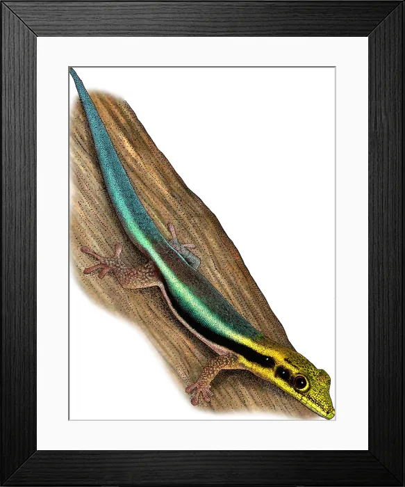 Framed Print : Yellow Headed Gecko Framed Print : Yellow Headed Gecko